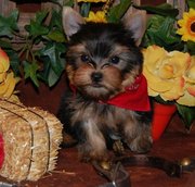 cute  teacup yorkshire terrier puppies for sale.
