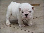 CUTE AND ALL SOME ENGLISH BULL DOG PUPPIES ON SALE ONLY 300$