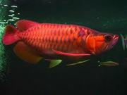 TOP QUALITY SUPER RED AROWANA FISH AND MANY OTHERS FOR SALE