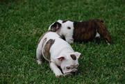 Two Purebred English Bulldog Puppies For Adoption