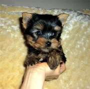 Tea-Cup Yorkie Puppies For Adoption