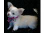 The Ultimate Tart & Tiny Chihuahua Puppies Available 