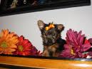 have two loving Yorkie puppies to give out for adoption