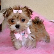 Tiny Teacup Morkie Amazing Golden Princess Adorable Teddy Bear Face! 1