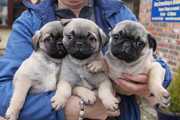 Lovely male and female pug puppies available