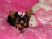 Fluffy Hair(male & female) T-Cup Yorkie Pups For Adoption