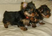 CUTE XMAS TEACUP YORKIE PUPPIES FOR FREE ADOPTION