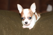 Two female Chihuahua’s looking for sweet home