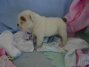 Beautiful AKC Registered English Bulldog Puppy For Adoption