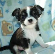 X-Mas Chihuahua puppies for Adoption.